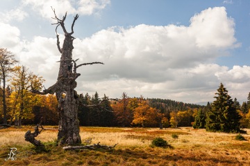 RHO_0027_Wald_Baeume_6747