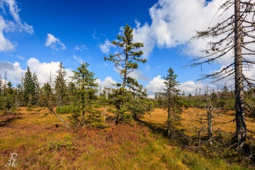 RHO_0028_Wald_Baeume_6818
