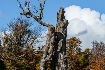 RHO_0029_Wald_Baeume_6841