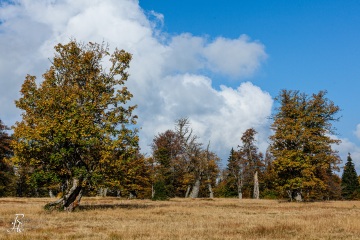 RHO_0030_Wald_Baeume_6850