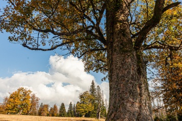 RHO_0032_Wald_Baeume_6860