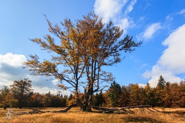 RHO_0033_Wald_Baeume_6874