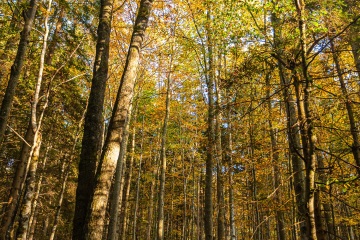 RHO_0035_Wald_Baeume_6976