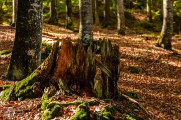 RHO_0036_Wald_Baeume_7046