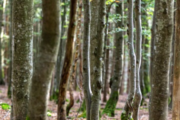 RHO_0037_Wald_Baeume_8463