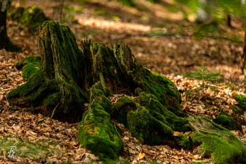 RHO_0038_Wald_Baeume_8584