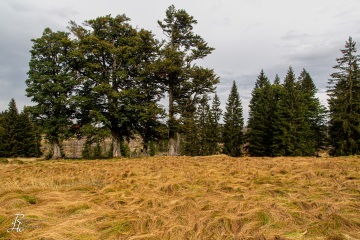 RHO_0039_Wald_Baeume_8651