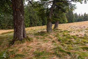 RHO_0040_Wald_Baeume_8688