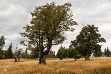 RHO_0041_Wald_Baeume_8706