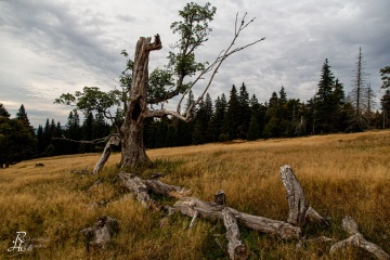 RHO_0043_Wald_Baeume_8730