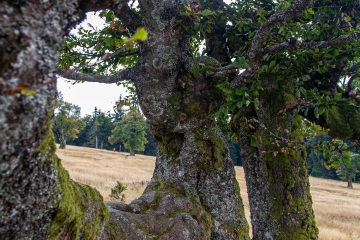 RHO_0044_Wald_Baeume_8772