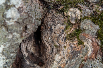 RHO_0045_Wald_Baeume_8778