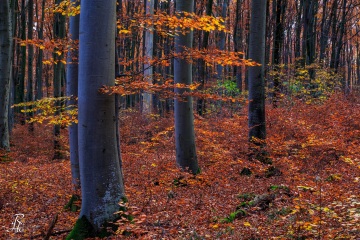 RHO_0047_Wald_Baeume_4760