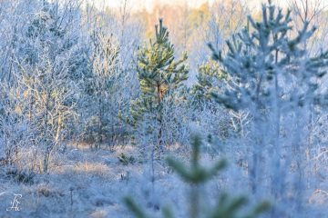RHO_0049_Wald_Baeume_9537