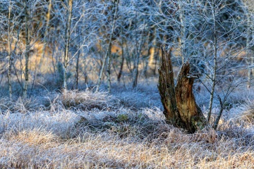 RHO_0050_Wald_Baeume_9631