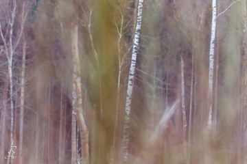 RHO_0051_Wald_Baeume_6788