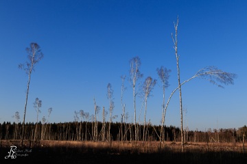 RHO_0054_Wald_Baeume_9789
