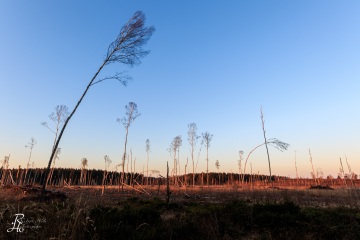 RHO_0055_Wald_Baeume_0051