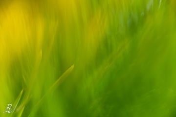 RHO_0056_Wald_Baeume_5579