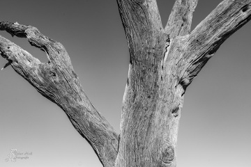 Dead Vlei