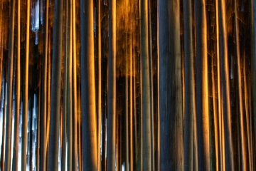 RHO_0059_Wald_Baeume_8959