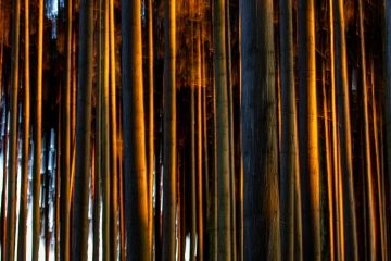 RHO_0060_Wald_Baeume_8960