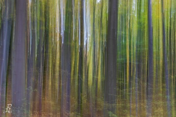 RHO_0061_Wald_Baeume_3427
