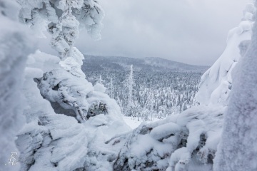 RHO_0062_Wald_Baeume_4626