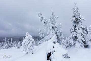 RHO_0063_Wald_Baeume_4634