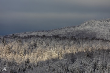 RHO_0065_Wald_Baeume_4858