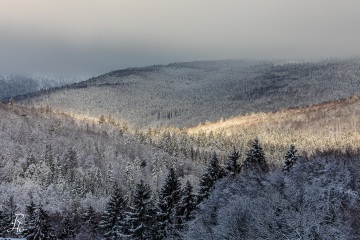 RHO_0066_Wald_Baeume_4862
