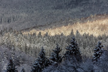 RHO_0067_Wald_Baeume_4878