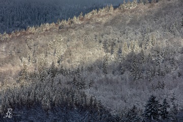 RHO_0068_Wald_Baeume_4882