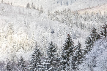 RHO_0069_Wald_Baeume_4899
