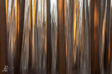 RHO_0070_Wald_Baeume_7489