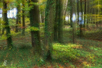 RHO_0071_Wald_Baeume_6704