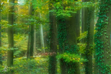 Schönwald