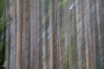 RHO_0073_Wald_Baeume_0446