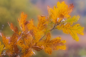 RHO_0074_Wald_Baeume_8476