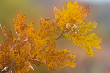 RHO_0075_Wald_Baeume_8479