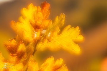 RHO_0076_Wald_Baeume_8507