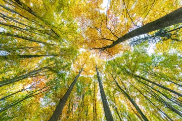 RHO_0077_Wald_Baeume_