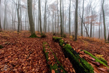 RHO_0078_Wald_Baeume_3127