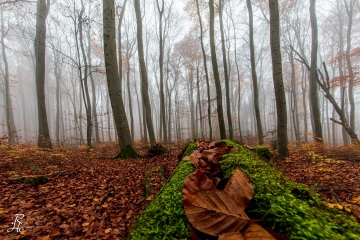 RHO_0079_Wald_Baeume_3153