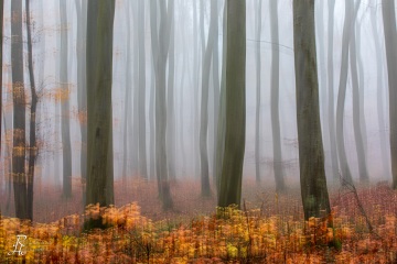 RHO_0080_Wald_Baeume_3180