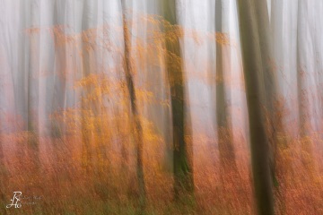 RHO_0081_Wald_Baeume_3272