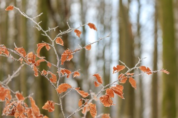 RHO_0083_Wald_Baeume_4393