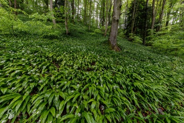 RHO_0085_Wald_Baeume_2992
