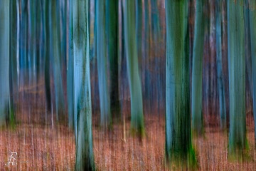 RHO_0090_Wald_Baeume_4762