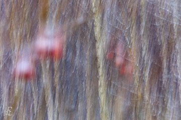 RHO_0092_Wald_Baeume_7098
